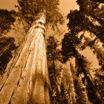 Sequoia Park foto